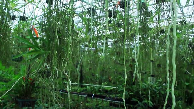 ORCHID PARADISE TOUR & HAUL - RITTER TROPIC 1 ORCHIDS смотреть онлайн