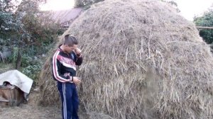 Какое сено лучше  Скирдование сена
