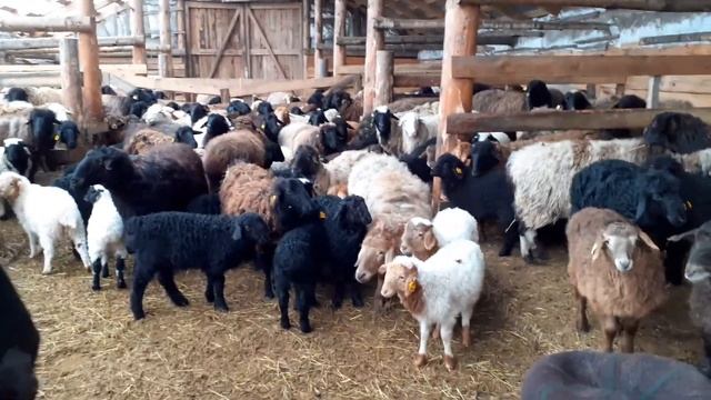 Берём кровь на анализ и ставим прививку от Сибирской язвы. смотреть онлайн