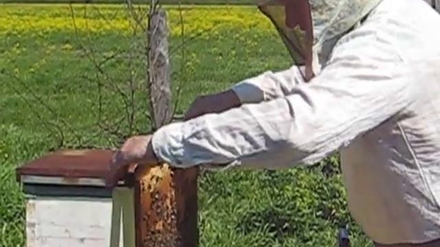 Осмотр пчелиных семей с помощью цифрового фотоаппарата смотреть онлайн