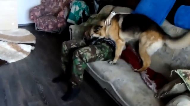 Немецкая овчарка дождалась друга из армии смотреть онлайн