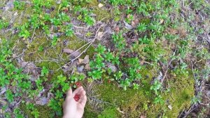 ЭТО НАСТОЯЩЕЕ РЫБАЦКОЕ СЧАСТЬЕ!!! Рыбалка на таёжной реке БОЛЬШАЯ КОКШАГА