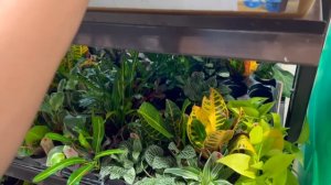 NEW Live Trends Plant Find! Lush Scindapsus Hanging Baskets, & More! Big Box Store Shopping 🪴 🛒