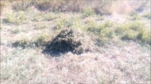Сенокос: когда косить сено. Разрушаем стереотипы.