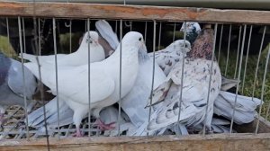 Голуби цены Птичий рынок г Беслан