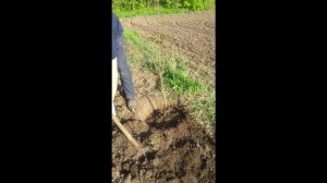 Как ПОСАДИТЬ ДЕРЕВО! ПОШАГОВАЯ ВИДЕОИНСТРУКЦИЯ!