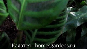 Проблемы с калатеей: сохнут кончики листьев