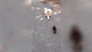 Еноты воришки / Еноты воруют еду / Приколы с животными / Смешные еноты / Приколы 2020 смех до слез