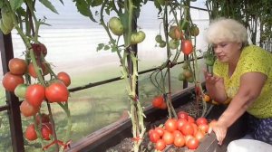 Лучшие томаты! Очень редкий коллекционный томат Мамино малиновое сердце. №314.
