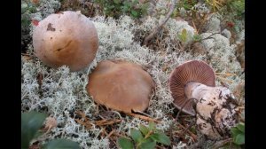 Cortinarius quarciticus