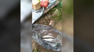 Северные Увалы, река Кема, Вологодская область