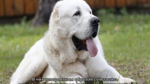 Туркменский алабай, волкодав или овчарка: описание