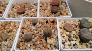 Литопсы зимуют. Сеянцам 2 месяца