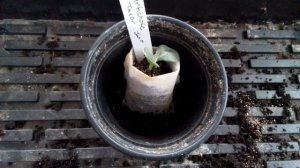 Potting Up Seedlings in Biodegradable Non-woven Seedling Bags