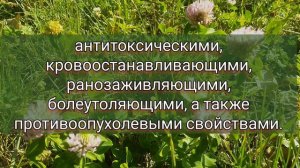 КЛЕВЕР ЛУГОВОЙ. Вот это Лекарь от ПРИРОДЫ! А рядом Борщевик...