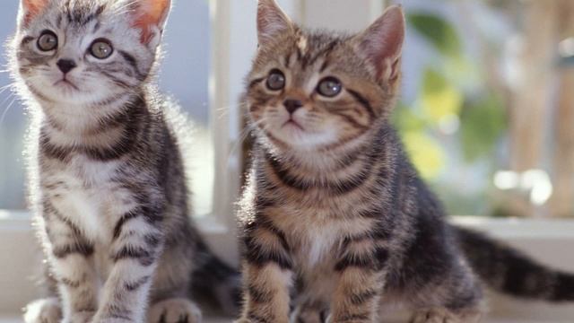 ФОНЕТИКА смотреть онлайн