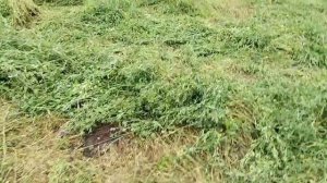 сенокос, косилка лисицки 165,к МТЗ,норм