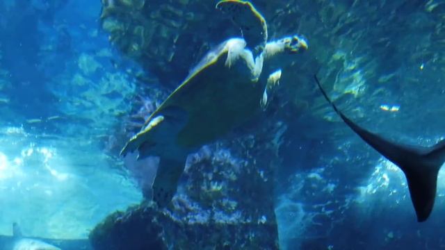 Расслабляющая Музыка Для Души, Для Отдыха, Медитации, Сна. смотреть онлайн