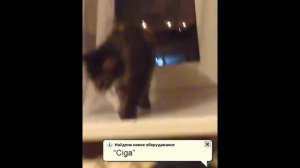 +100500 кот и сигарета