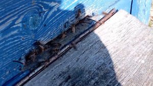 если пчёлы носят пыльцу значит всё в порядке а если нет то это печаль