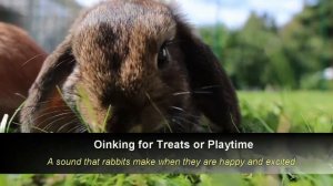 Rabbit Sounds to Make Them Come to You - Bunny Sounds
