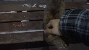 Глажу кошку