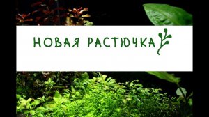 Новая растючка. Микрантемум Монте Карло, Элеохарис мини, Ситняг крошечный, Марсилия, Кардамин