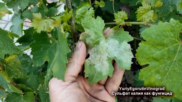 ? Задолбала милдью на винограде? Просто взял 60 гр дешевого СУЛЬФАТА КАЛИЯ! И вот что получилось?