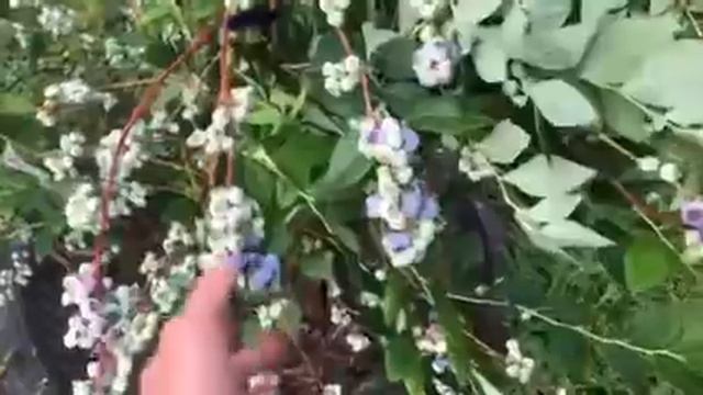 Урожай голубики после правильной посадки и ухода. смотреть онлайн