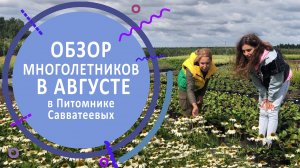 Обзор многолетников в августе в Питомнике Савватеевых