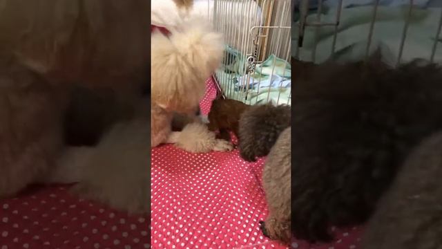 Той пудель. 1 месяц. Япония. Toy poodle. 1 month. Japan.