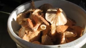 Не грибной сегодня день Авторская песня Ананьева Владимира