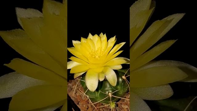 Cactus & Succulent Shorts | Gymnocalycium Andreae Flower | #shorts