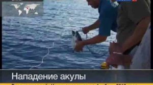 В Красном море поймали уже вторую акулу-людоеда
