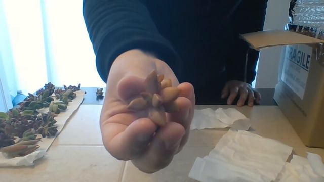 Huge Succulent Unboxing! | 70 Succulent cuttings | смотреть онлайн