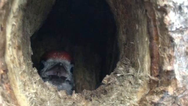 Птенец дятла смотреть онлайн