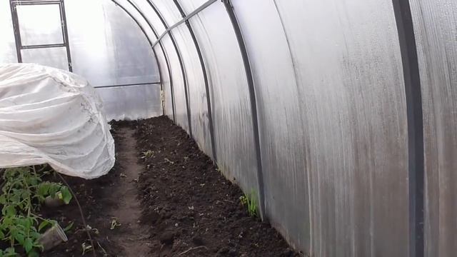 МОЖНО ЛИ СОХРАНИТЬ РАССАДУ В ТОННЕЛЯХ? Ольга Чернова. смотреть онлайн