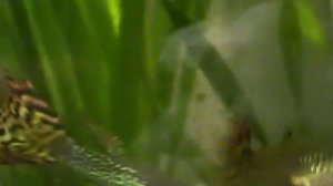 Большая самка гуппи и самец плавает в аквариуме