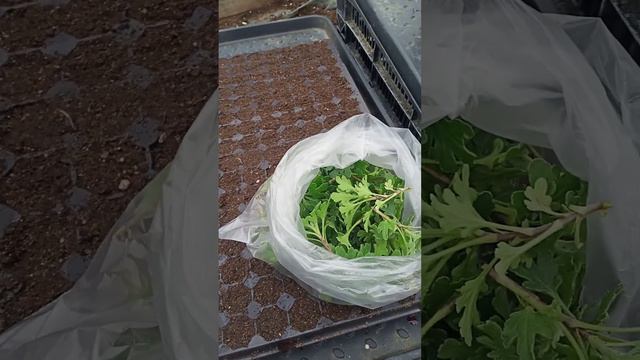 Сезон черенкования Хризантемы 2024 открыт #мультифлора #черенкихризантемы #хризантема #дача#садовые смотреть онлайн