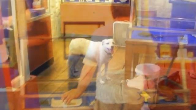 The Making of Royal Roots Revisited смотреть онлайн