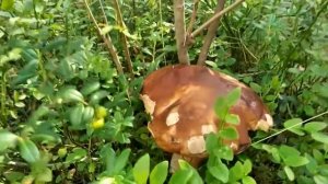 Мой городок - Бабаево