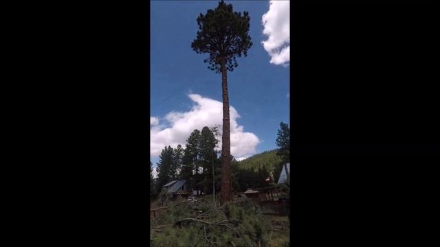 Tulameen Tree смотреть онлайн