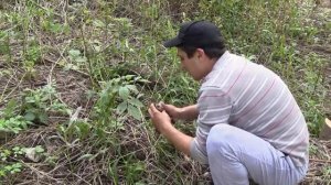 СЛИЗНИ УБИЙЦЫ ГРИБОВ.ШОК!