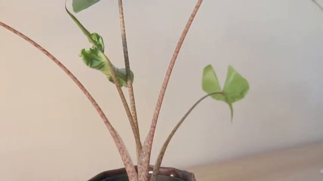 Alocasia Stingray new leaf time-lapse смотреть онлайн