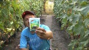 Виноград - что необходимо сделать после сбора урожая