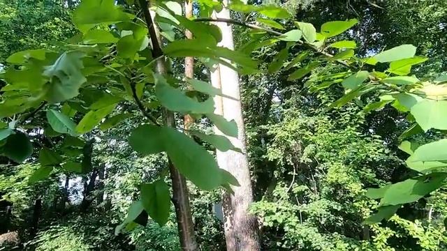 ЧЕРЕШНЯ ПОСАДКА И ФОРМИРОВАНИЕ