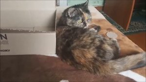 Киса играет.