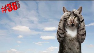746 секунд Смеха 🐱😂 Смешных моментов | Милые котики Приколы с котами 🐱🤣 Смешные коты #36