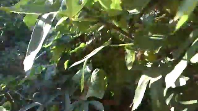 Инжир Далматский 2-рой урожай 2015 год смотреть онлайн