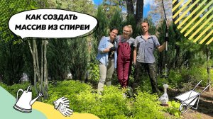 Как сформировать массив из спиреи? | Спирея | Спирея японская | Пузыреплодник